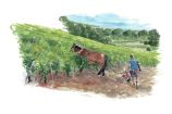 Quatre saisons de la vigne L'été / Anne Le Maître