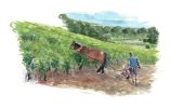 Quatre saisons de la vigne L'été Illustration 1