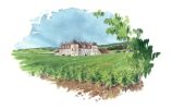 Quatre saisons de la vigne L'été Illustration 5