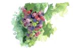 Quatre saisons de la vigne L'été Illustration 8